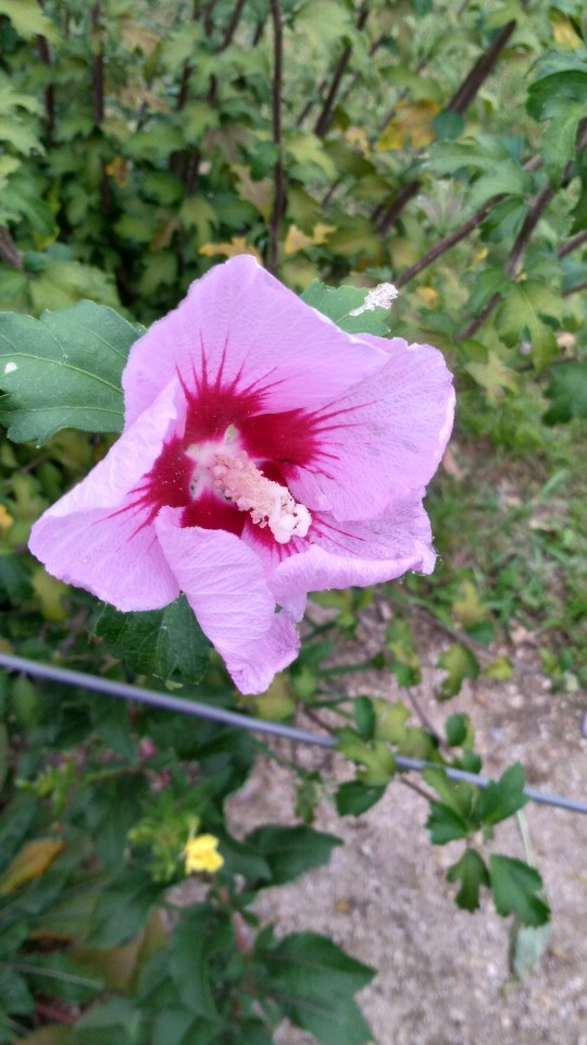 広場に咲いていたムクゲの花